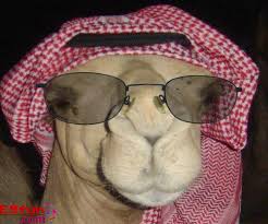 camelarab