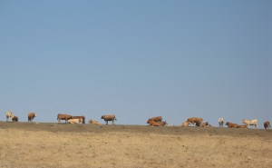 cows