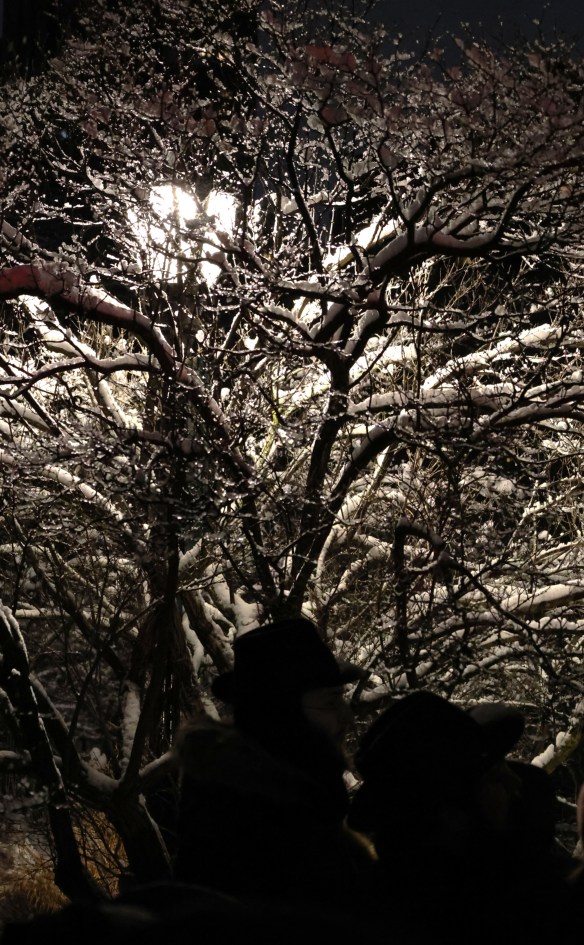 Chabad Caught In a&nbsp;Thicket